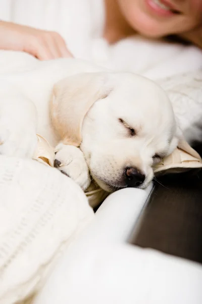 Nahaufnahme des schlafenden Labrador-Welpen auf den Händen des Besitzers — Stockfoto