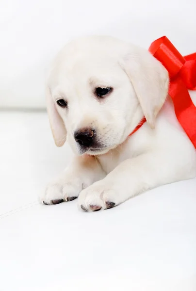 Filhote de cachorro de labrador com fita vermelha no pescoço — Fotografia de Stock