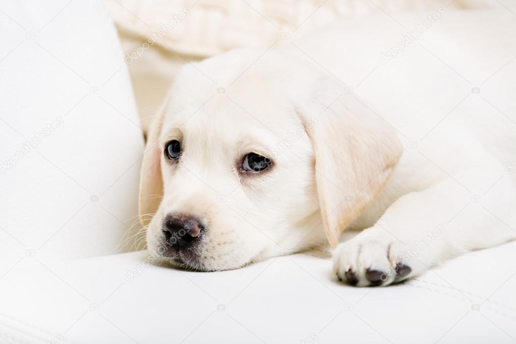 Close up view of cute puppy lying on the sofa