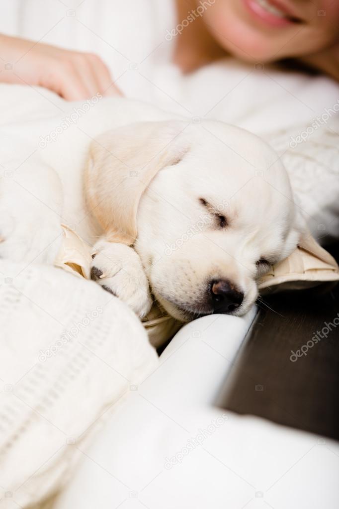 Close up of sleeping puppy of labrador on the hands of owner