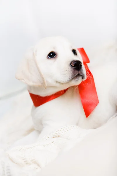 Cachorro blanco con cinta roja en el cuello — Foto de Stock