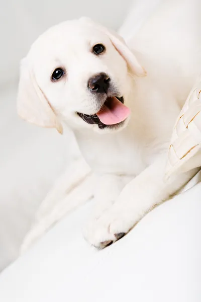 Close up de filhote de cachorro pequeno deitado no sofá — Fotografia de Stock