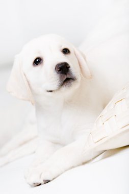 kanepede yatan labrador yavru, yakın çekim