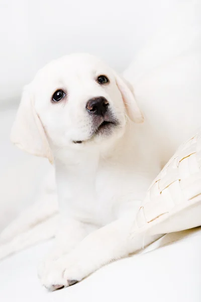 Close up of puppy of labrador lying on the sofa — Stock Photo, Image