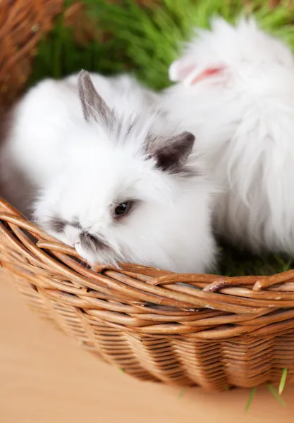 Два пасхальных кролика в корзине. — стоковое фото