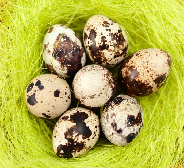 Huevos de codorniz de Pascua están en fibra de sisal — Foto de Stock