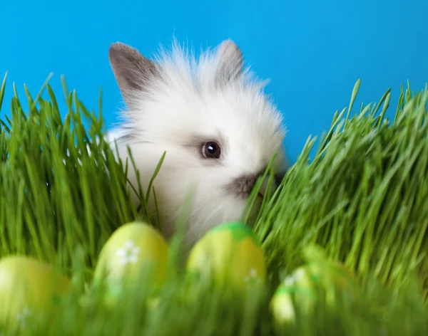 White rabbit is in the grass — Stock Photo, Image