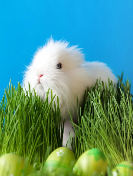Easter bunny is in the grass — Stock Photo, Image