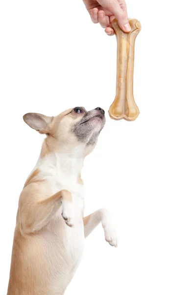 Собачка умоляет сжатую кость — стоковое фото