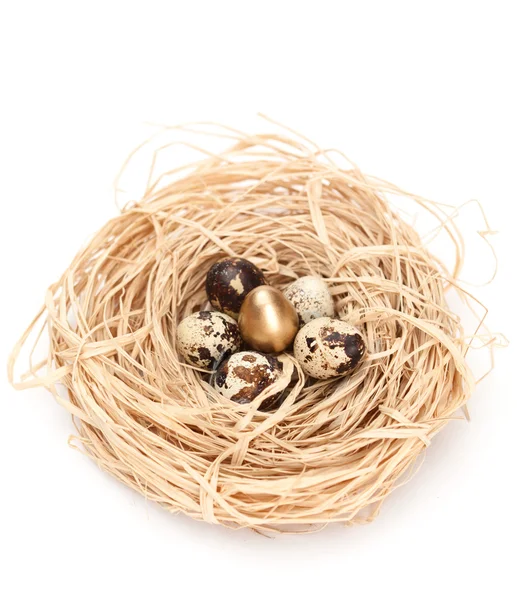 Nest with one olden and five natural quail eggs — Stock Photo, Image