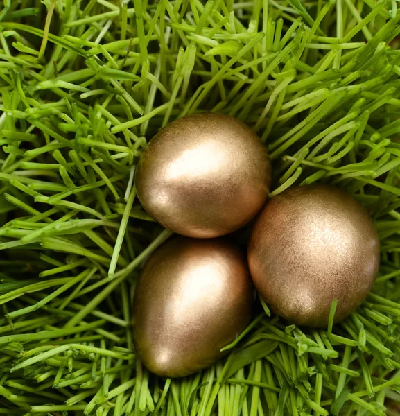 Gyllene ägg är i gräset — Stockfoto