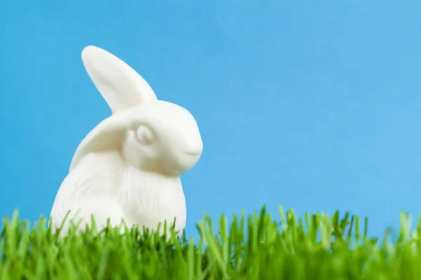 China rabbit is in the green grass — Stock Photo, Image
