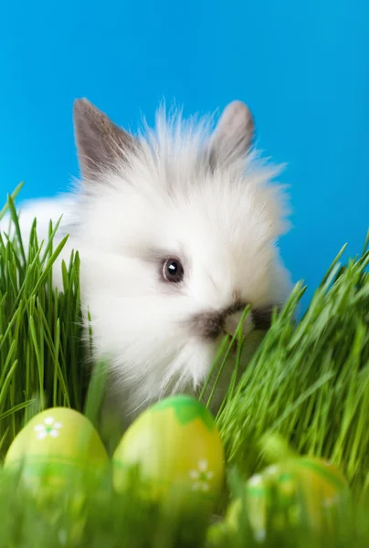Bunny is in the grass — Stock Photo, Image