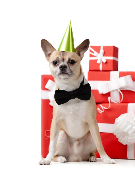 Pálido perrito amarillo cerca de los regalos — Foto de Stock