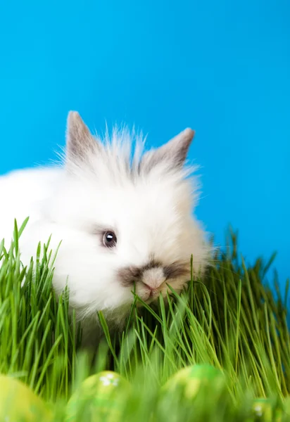 Rabbit is in the grass — Stock Photo, Image