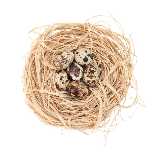 Nido con pequeños huevos de codorniz — Foto de Stock