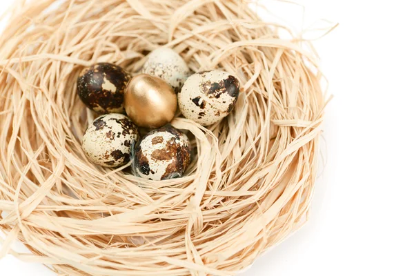 Miraculous nest with golden and natural quail eggs — Stock Photo, Image