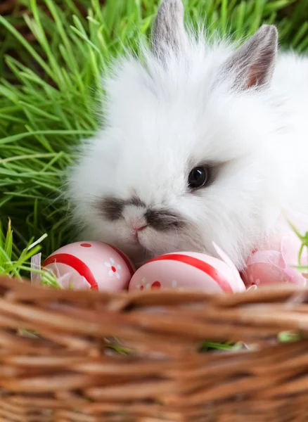 White rabbit is in the basket with green grass — Stock Photo, Image