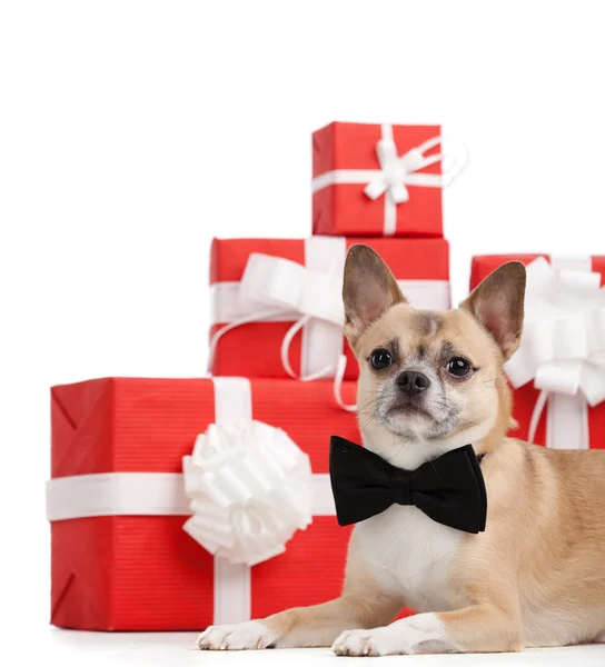 Pale yellow dog lies near the Christmas presents — Stock Photo, Image