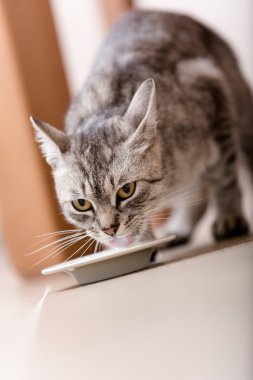 cute kitten içme sütü