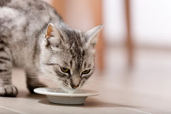 Kitty drinking milk — Stock Photo, Image