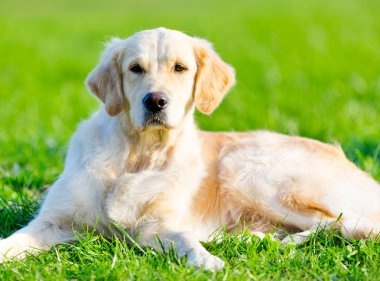 yeşil çim golden retriever üzerinde yalan