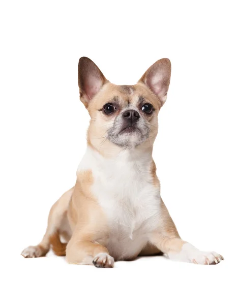 Hazug szalmasárga színű kutyus — Stock Fotó