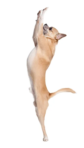 Chihuahua pies rampy prosząc coś — Zdjęcie stockowe