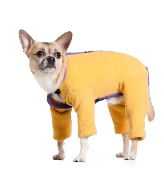 Standing chihuahua doggy in snow suit — Stock Photo, Image