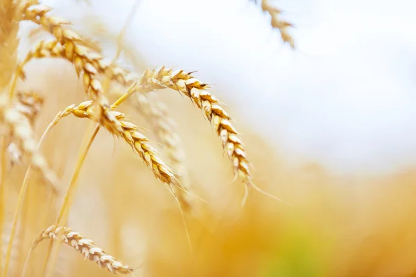 Close up of stems of rye — Stock Photo, Image