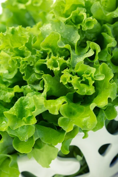 Green lettuce in patterned bowl — Stock Photo, Image