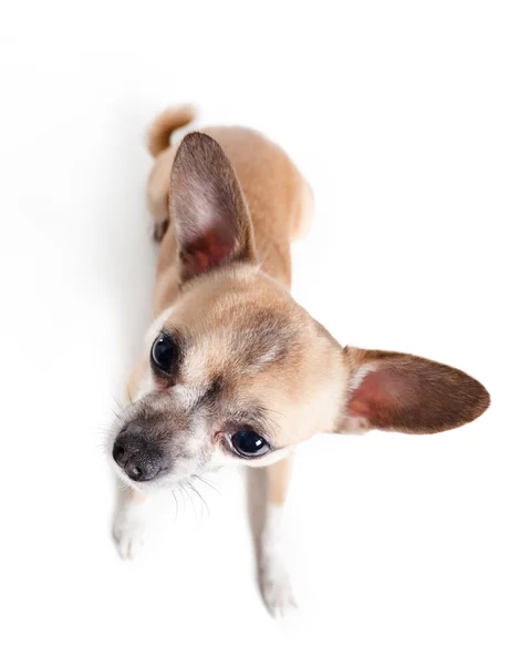 Chihuahua köpek oturan yukarıdan — Stok fotoğraf