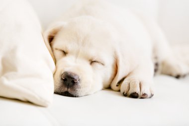 Labrador yavrusu kanepede uyumak yakın çekim