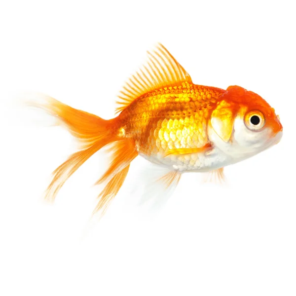 Primer plano de natación goldfish — Foto de Stock