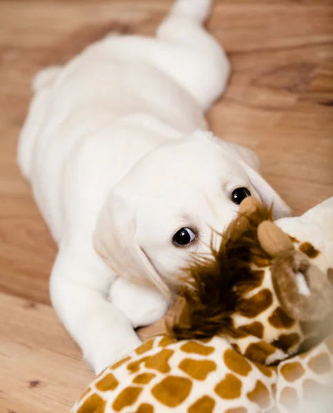 Щенок лабрадор играет с игрушкой жирафа — стоковое фото