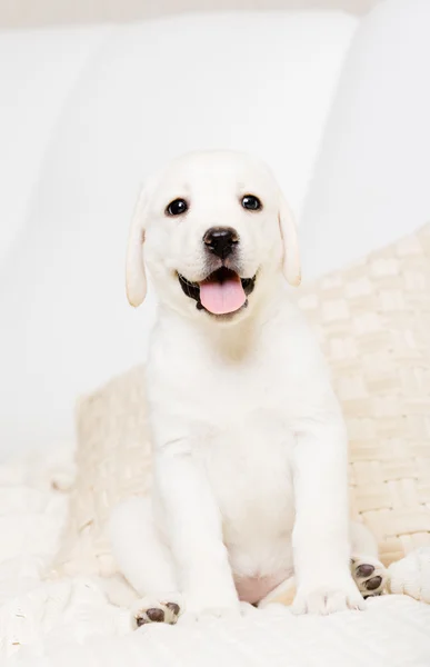 Close up of sitting on the sofa Labrador puppy — Stock Photo, Image
