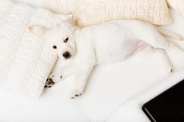 Вид сверху на лежащего на боку белого щенка — стоковое фото