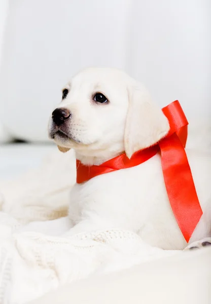 Pequeño cachorro con cinta roja en el cuello — Foto de Stock