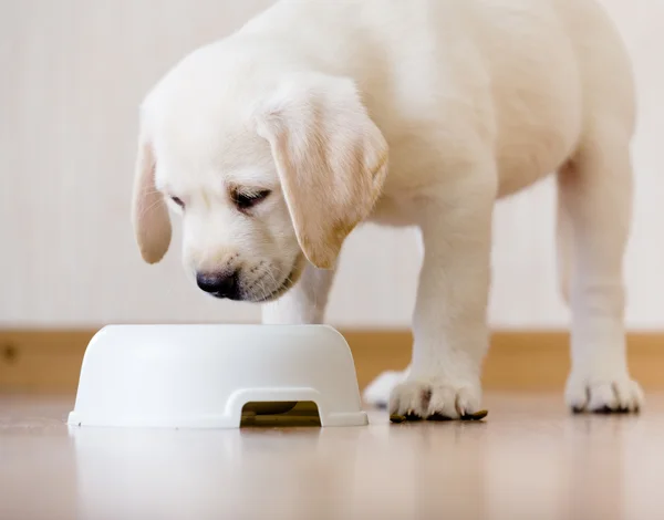 Köpek yavrusu ayakta gıda ile onun kapısı üzerinde — Stok fotoğraf