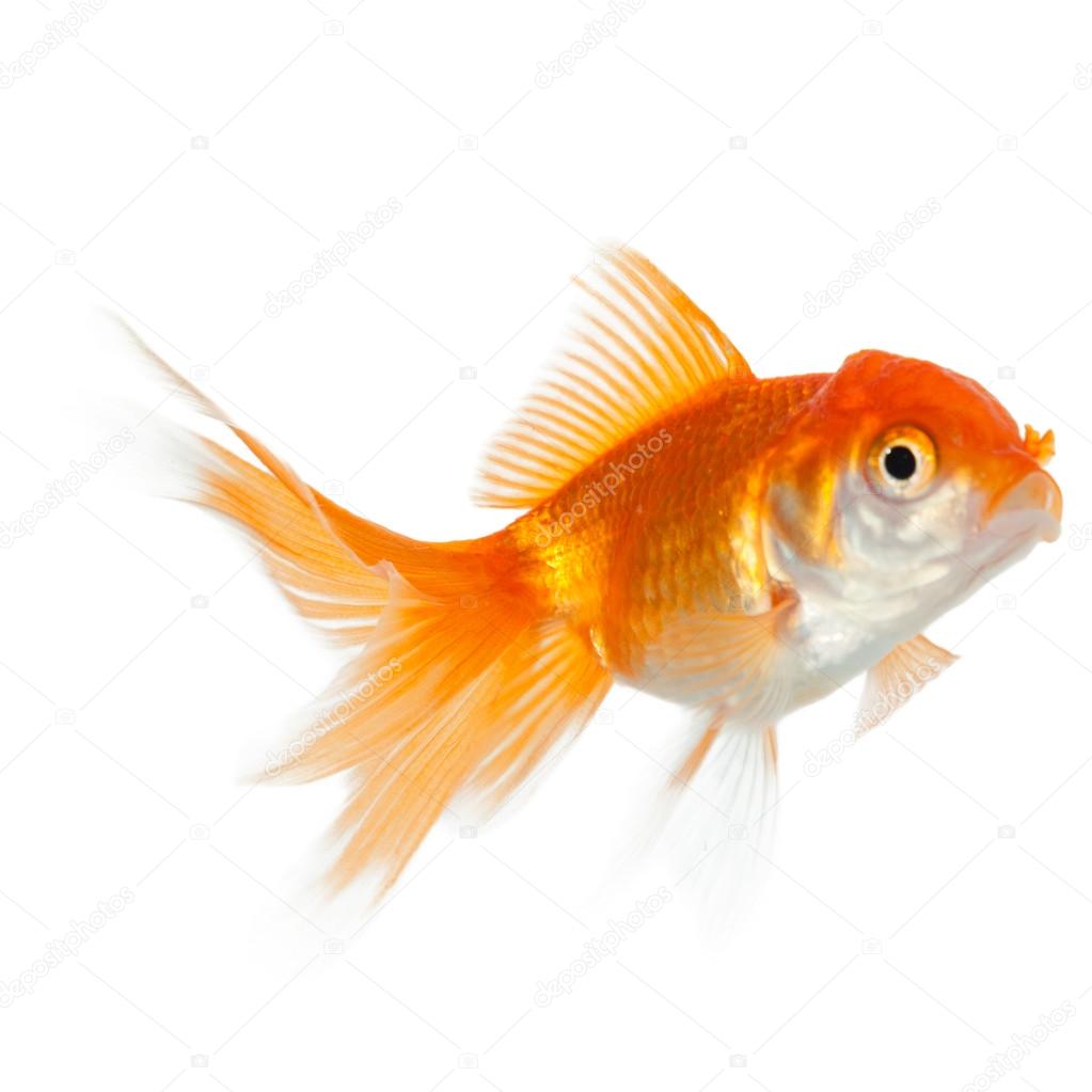 Close Up Of Swimming Goldenfish Stock Photo Image By C Agencyby