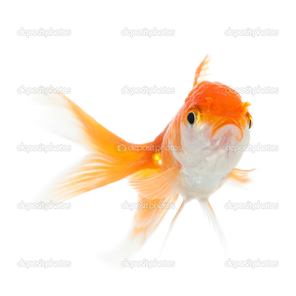 Close up view of swimming goldfish