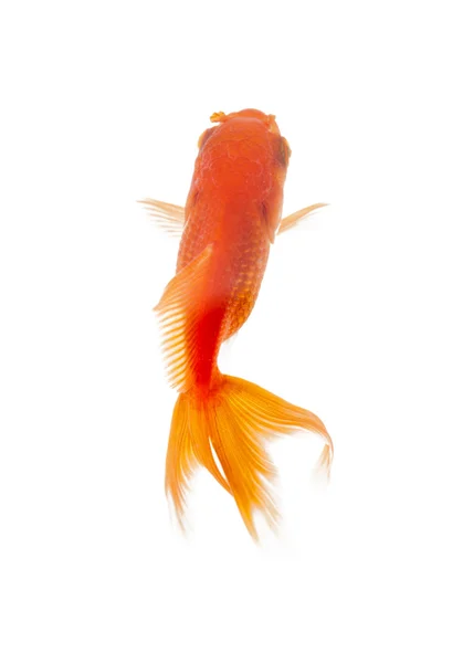 Nahaufnahme von Goldfischen, die in Fischschale schwimmen — Stockfoto