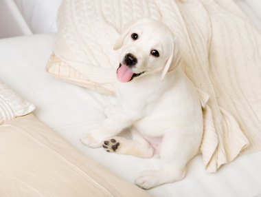 kanepede oturan mutlu labrador yavru, yakın çekim