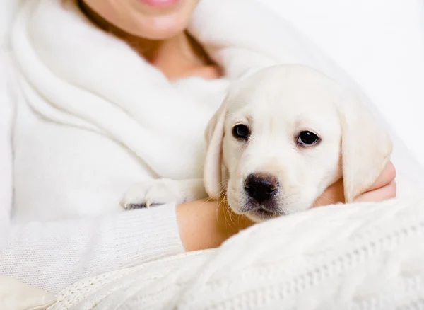 Closeup of Labrador puppy on the hands of woman — Stock Photo, Image