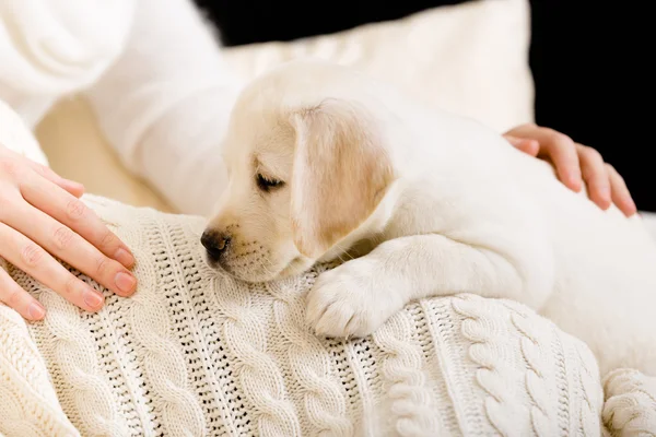 Kadının elinde yakınındaki beyaz yatak örtüsü yatan bir köpek yavrusu — Stok fotoğraf