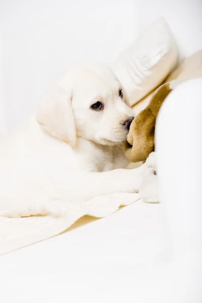 Beyaz köpek oyuncak ile kanepede yatan — Stok fotoğraf