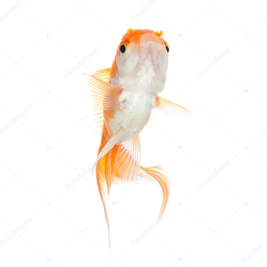 金魚写真素材 ロイヤリティフリー金魚画像 Depositphotos 金魚写真素材 ロイヤリティフリー金魚画像 Depositphotos