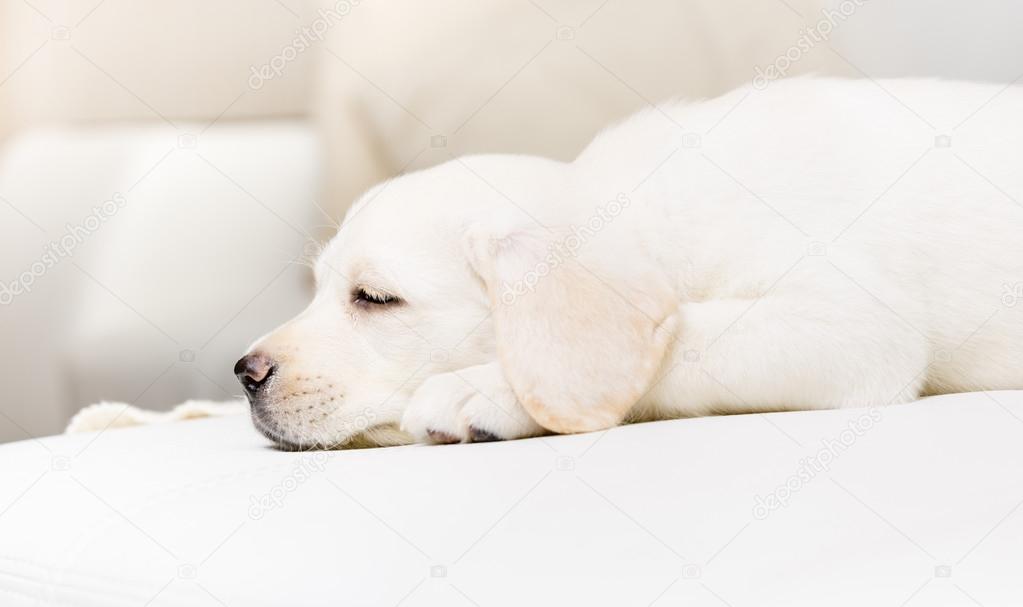 Profile of sleeping puppy