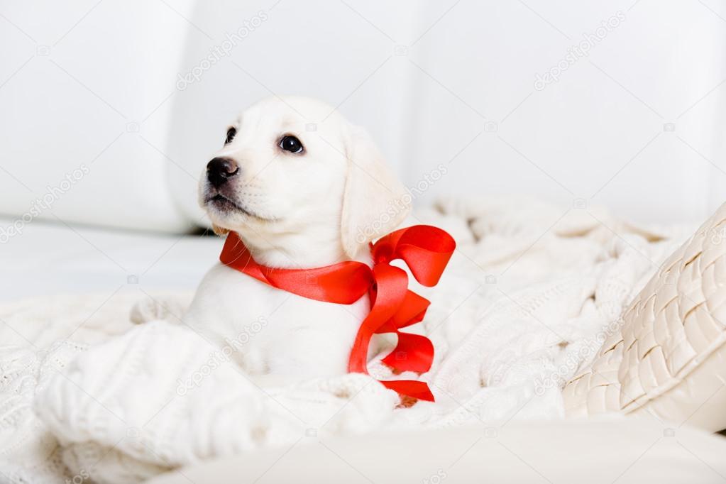 Purebred puppy with red ribbon on his neck