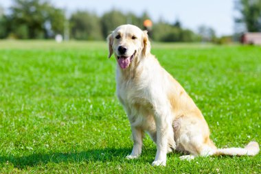 Köpek çimlerin üzerinde oturuyor.